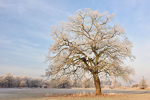 孤单,橡树,白霜,中间,生物保护区,萨克森安哈尔特,德国,欧洲