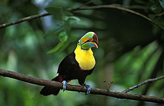 巨嘴鸟,枝头,鸟嘴,哥斯达黎加
