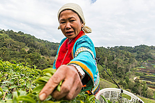 山,女人,收获,茶叶,清迈,泰国