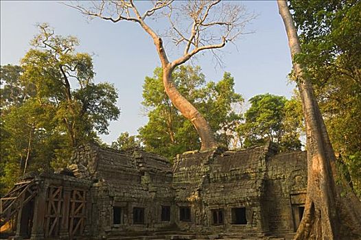 塔普伦寺,庙宇,收获,柬埔寨