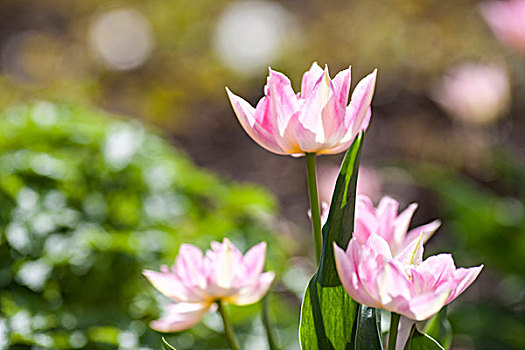 花,春花,郁金香,郁金香属,百合,百合科