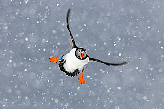 大西洋角嘴海雀,角嘴海雀,北极,飞,重,下雪,挪威