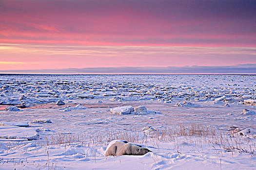 北极熊,睡觉,哈得逊湾,海岸线,海豹,河,文化遗产,住宿,丘吉尔市,曼尼托巴,加拿大