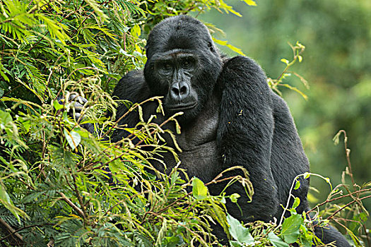 山地大猩猩,雄性,国家公园,乌干达,非洲