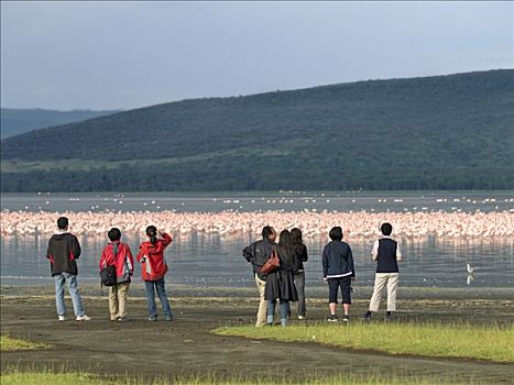 游客,看,照片,小红鹳,海岸线,纳库鲁湖,肯尼亚