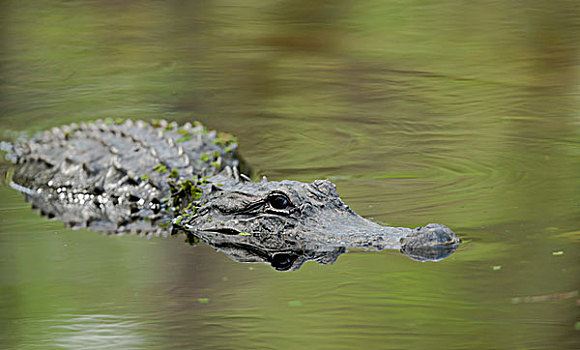 鳄鱼,水中,佛罗里达,美国