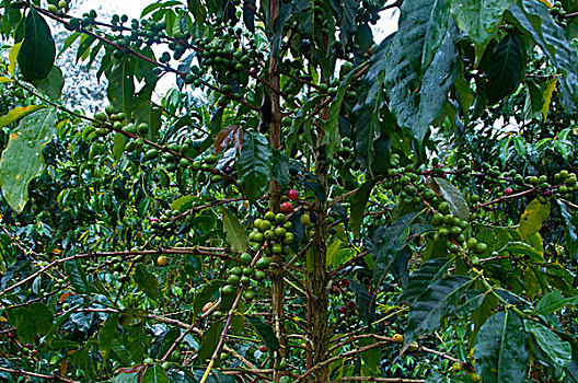 特写,咖啡豆,高地,巴布亚新几内亚