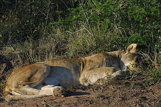 雌狮,狮子,湿地,公园,禁猎区,省,南非