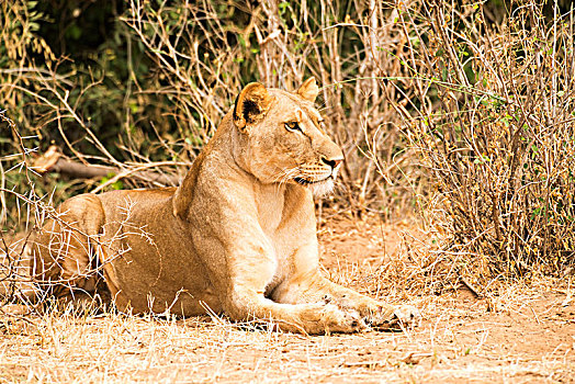 休息,雌狮,狮子,萨布鲁国家公园,肯尼亚