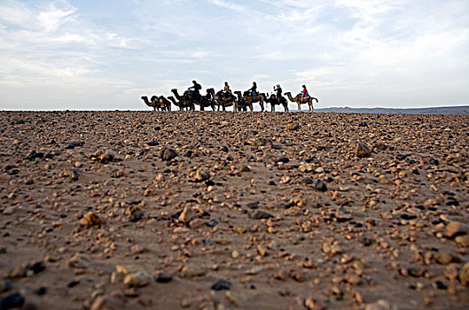骆驼,西部,撒哈拉沙漠