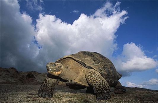 加拉帕戈斯巨龟,加拉帕戈斯象龟,大,边缘,阿尔斯多火山,伊莎贝拉岛,加拉帕戈斯群岛,厄瓜多尔