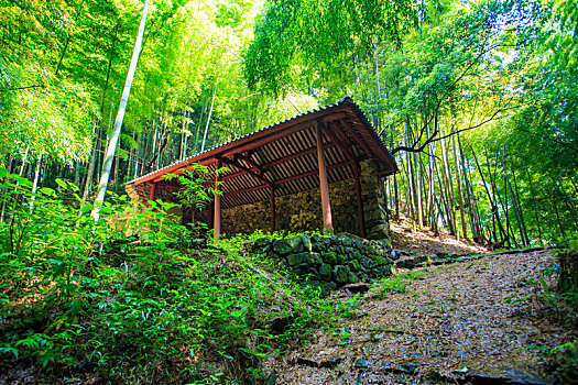 鄞州,塘溪镇,塘溪,山路,张家岭古道,古道,阳光,竹林,翠竹,竹子