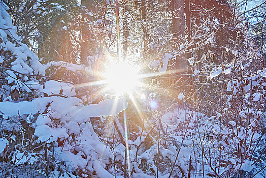 积雪,树林,阳光,逆光