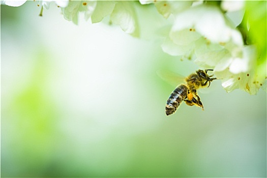 蜜蜂,飞行,接近,花,樱桃树