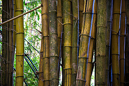 巨大,竹子,马达加斯加,非洲