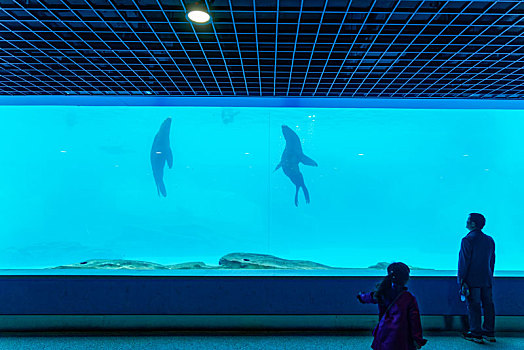上海海昌海洋公园海兽馆