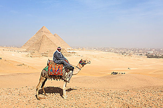 男人,骆驼,正面,吉萨金字塔,埃及