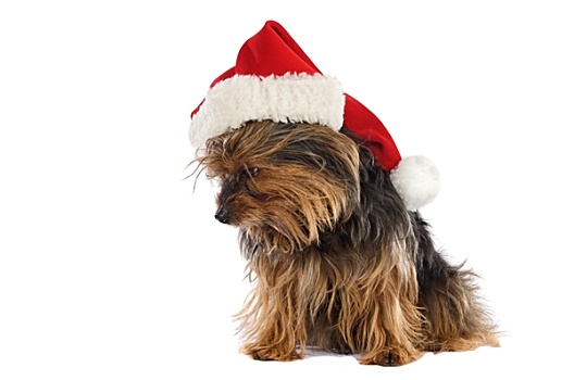 狗,圣诞帽
