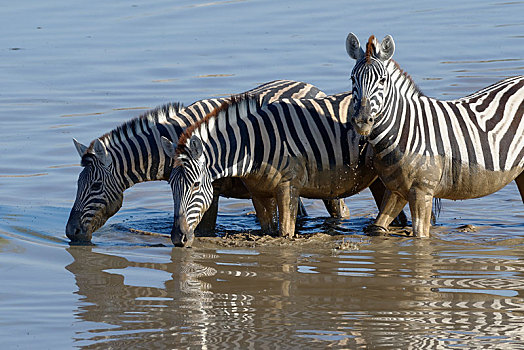 斑马,马,站立,泥,水,喝,水坑,埃托沙国家公园,纳米比亚,非洲