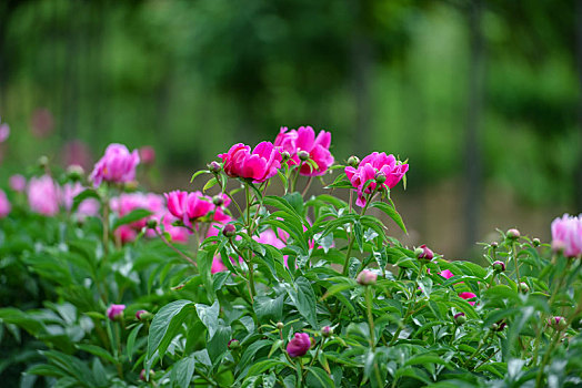 芍药花开,娇艳柔美