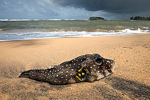 死,河豚,躺着,沙滩,布鲁维拉,西部,省,斯里兰卡,亚洲