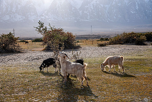 塔什库尔干塔吉克自治县阿克塔木村庄边杂树林里的羊群