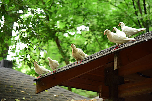 中国江苏省无锡市宜兴市善卷洞风景区屋檐上的一群鸽子