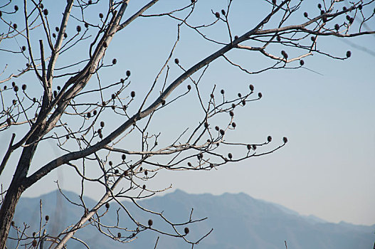 冬季蓝天背景中的树木