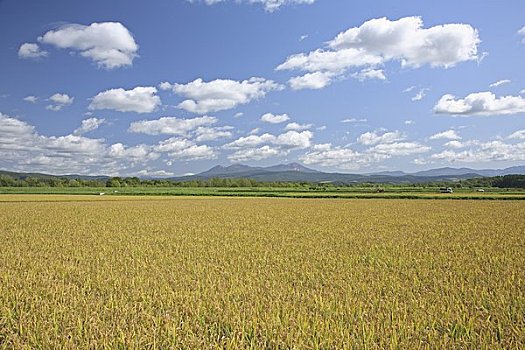 稻田,山