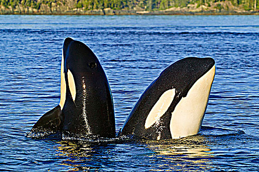 两个,逆戟鲸,一起,高处,表面,靠近,温哥华岛,不列颠哥伦比亚省,加拿大