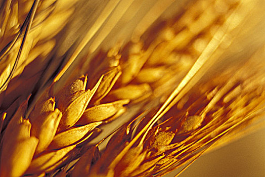 特写,小麦作物