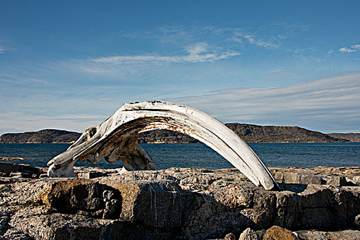 加拿大,努纳武特,区域,岛屿,历史公园,保存,古器物,弓头鲸,颚部,骨头,大幅,尺寸