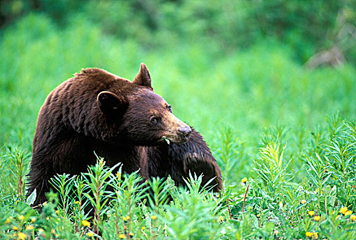 加拿大,不列颠哥伦比亚省,黑熊,美洲黑熊,走,蒲公英,靠近,山,国家公园