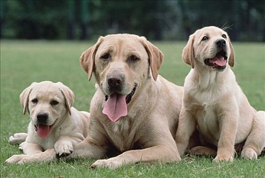 拉布拉多犬,狗,母兽,休息,两个,小狗,日本