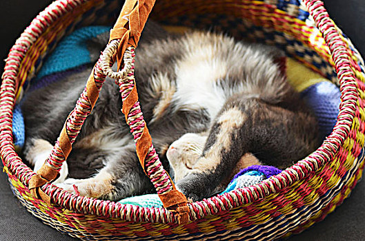 灰色,猫,睡觉,条纹,稻草,非洲,篮子