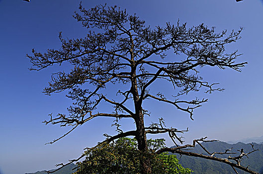 莲花山