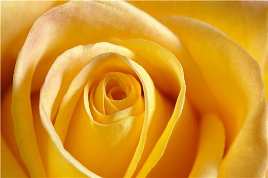 黄玫瑰,微距