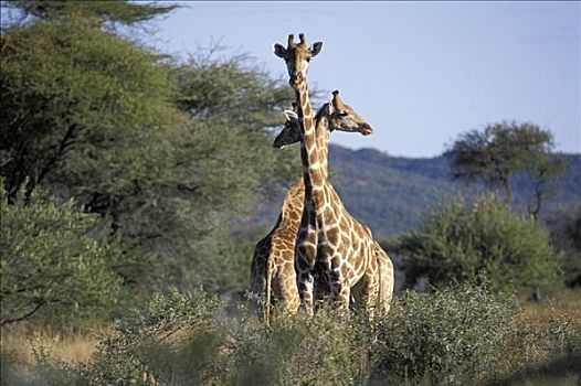三个,长颈鹿,交叉,颈部,纳米比亚
