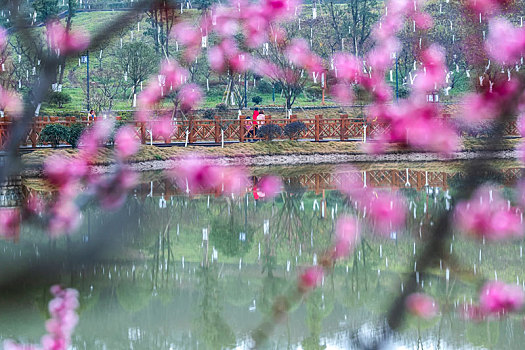 重庆南川,红梅花开迎春到