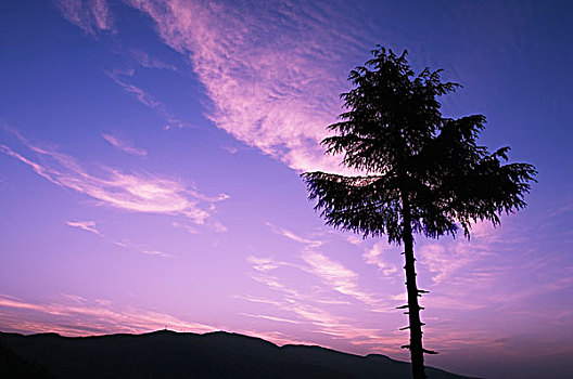 剪影,针叶树,查谟-克什米尔邦,印度