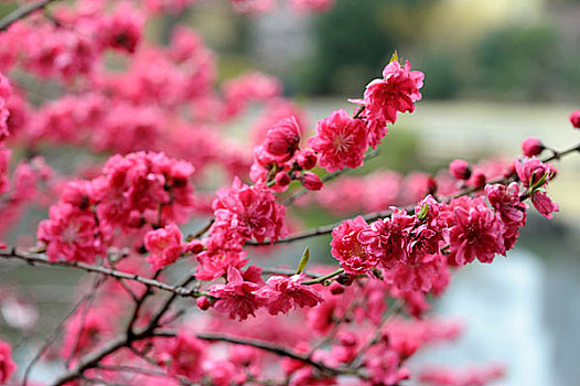 日本,东京,花园,樱桃树,开花