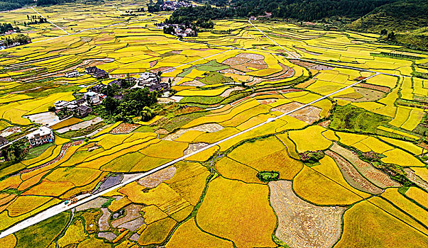 贵州龙里湾滩河镇金批村丰收田园