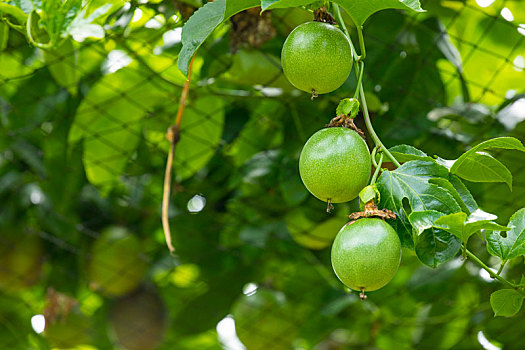 夏天的果园里果实饱满翠绿的百香果与百香果花