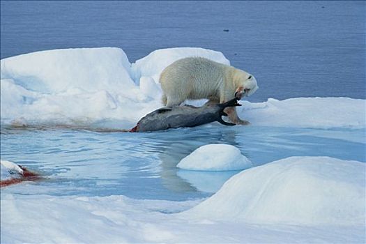 北极熊,猎捕,斯瓦尔巴特群岛