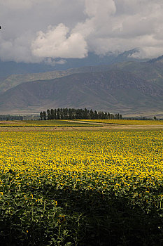 新疆伊犁向日葵
