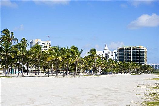 树,海滩,建筑,背景,南海滩,迈阿密海滩,佛罗里达,美国
