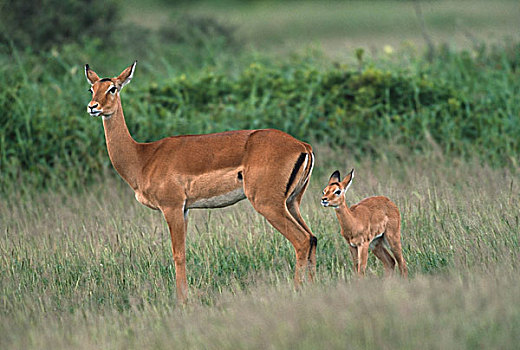 黑斑羚,安伯塞利国家公园,肯尼亚,非洲