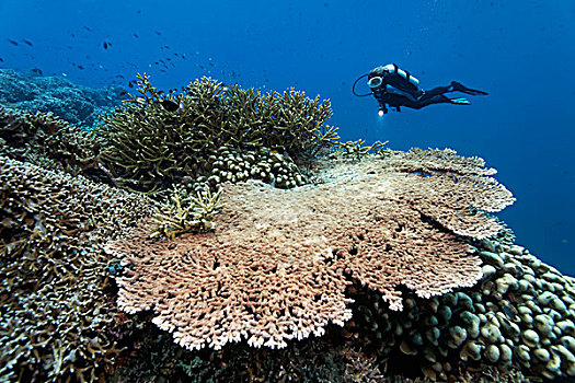 珊瑚礁,多样,石头,珊瑚,潜水,背影,大堡礁,联合国教科文组织,世界自然遗产,场所,太平洋,昆士兰,澳大利亚,大洋洲