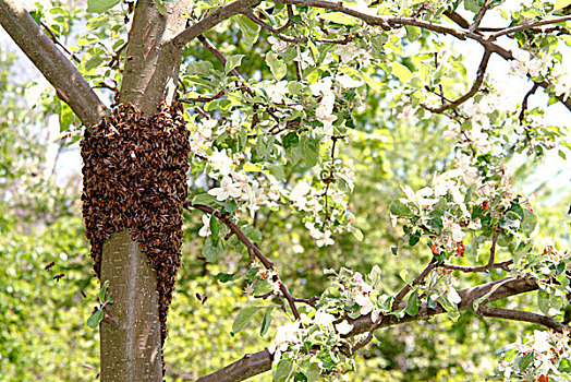 蜜蜂,生物群,树