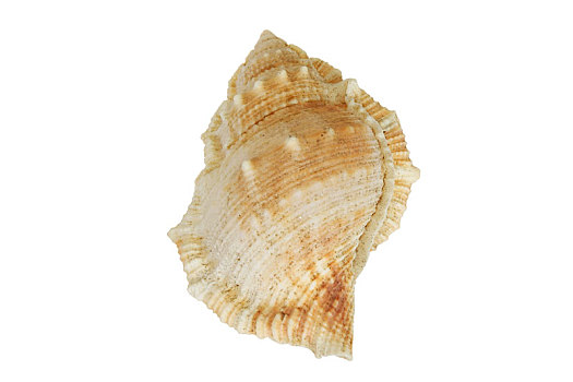 海洋贝壳标本